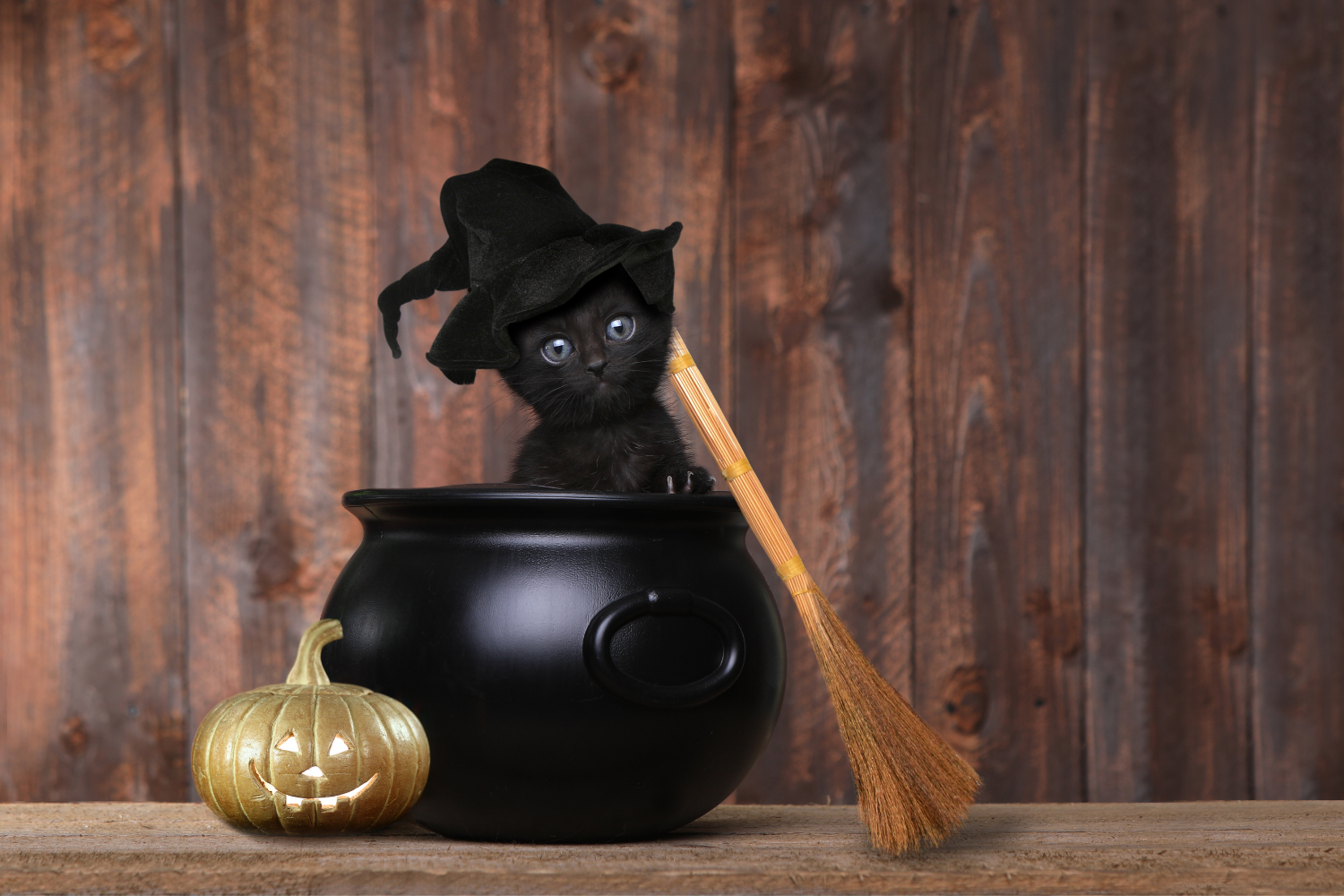 black cat in witch pot