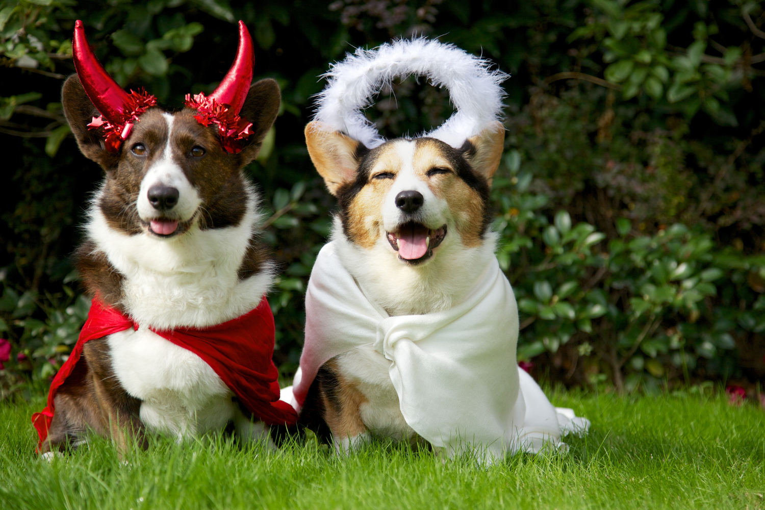 devil and angel dog costumes