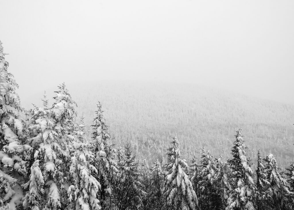 Snow-covered pine trees.