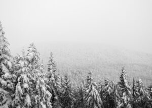 Snow-covered pine trees.